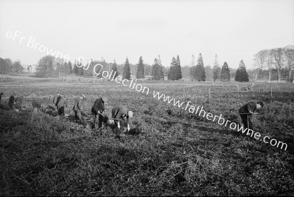 MARKING OUT LINES FOR PLANTING NEAR WELLINGTONIA AVENUE